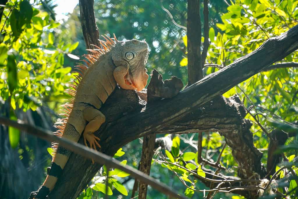 Iguana in a tree branch at the playa linda crocodile sanctuary
