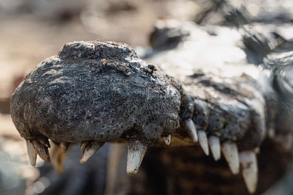 Chacahua Crocodiles mouth