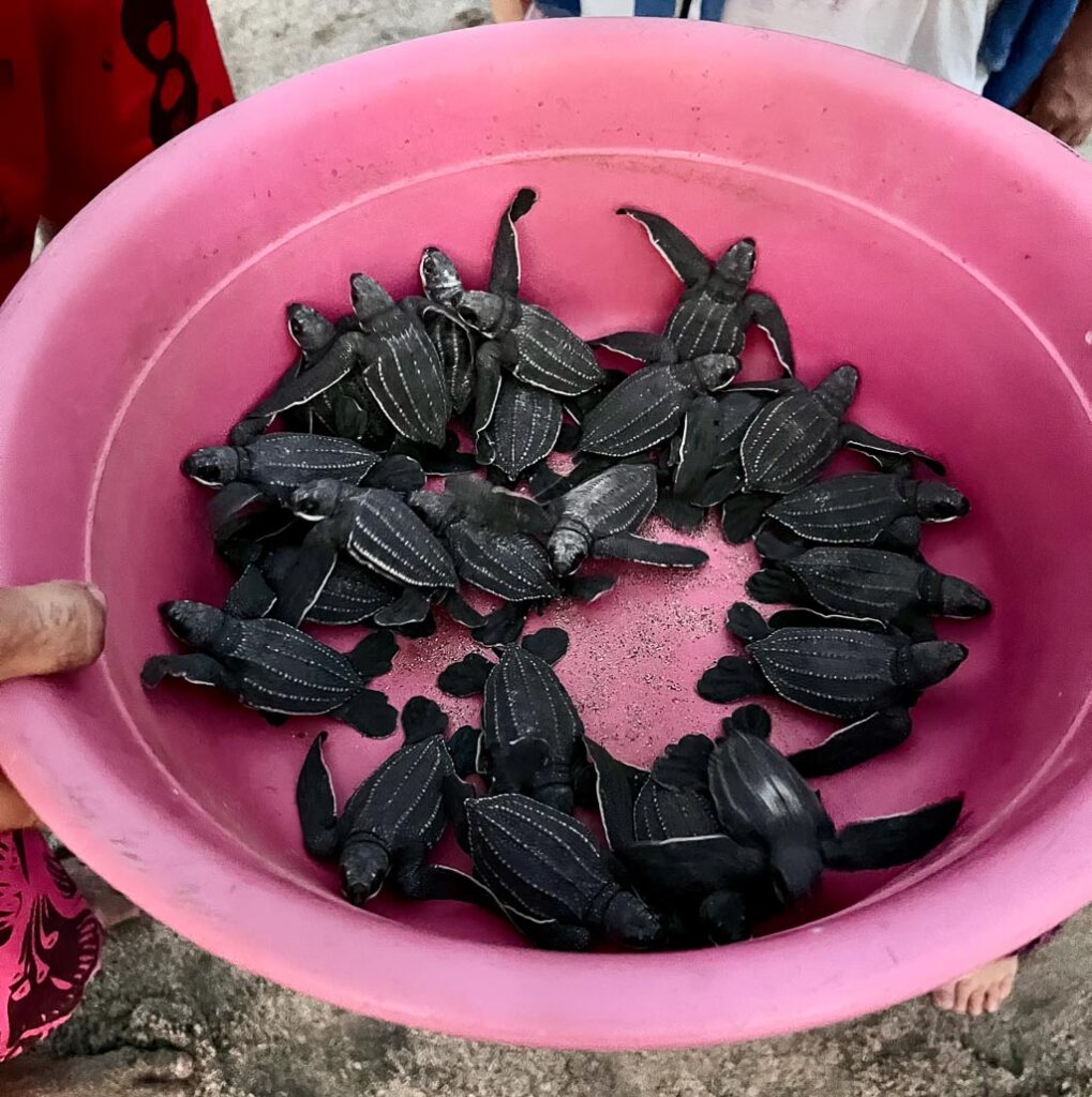 Many baby turtles in a pink bucket on playa chacahua oaxaca mexico