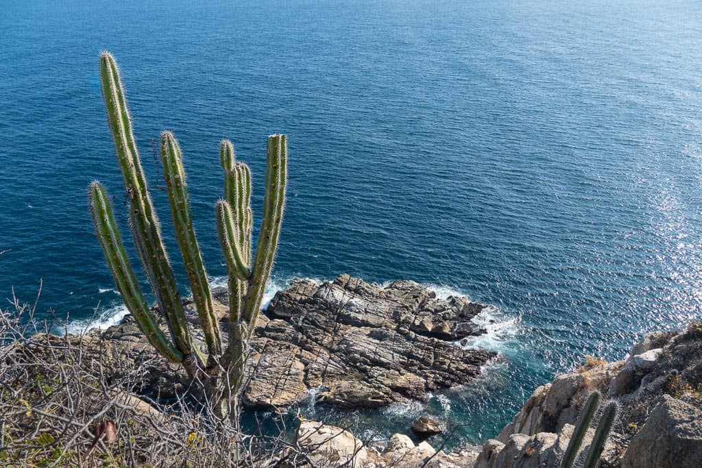 Cactus and cliffside of the ocean