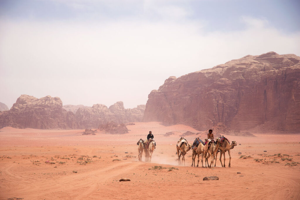 Herd of Bedouins on camels in Wadi Rum