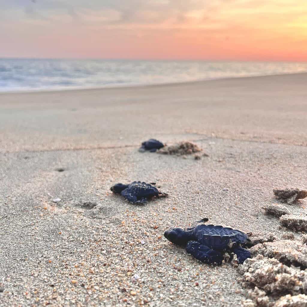 Baby Turtles Release in Puerto Escondido, Oaxaca, Mexico ion Beach sunset