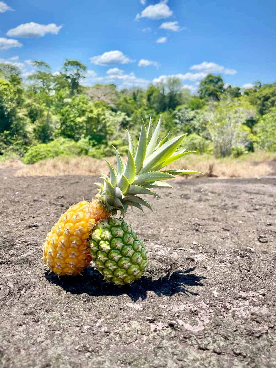 baby pineapples on pineapple hill  after a hike up from a maroon village