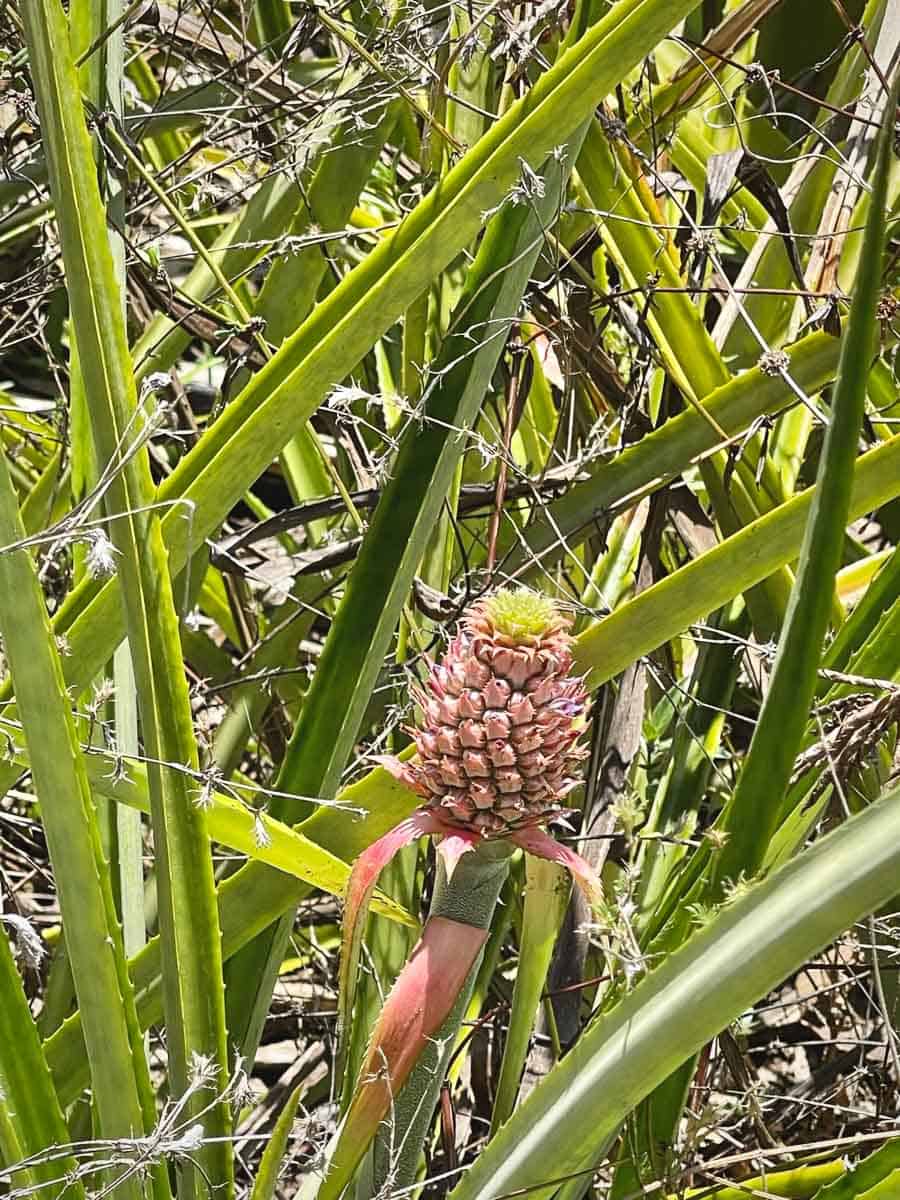 baby pineapple in the suriname interior on the upper suriname river