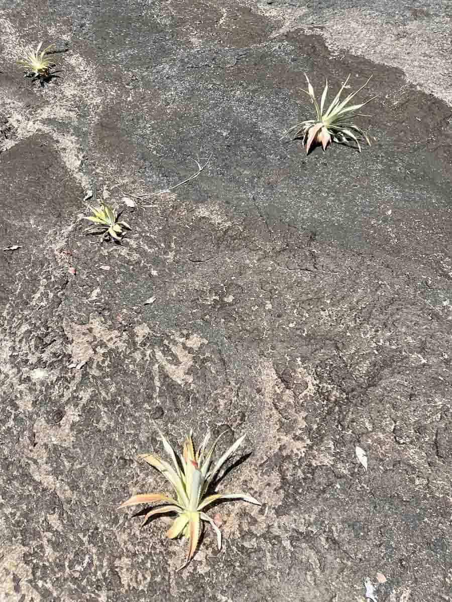 new pineapples growing