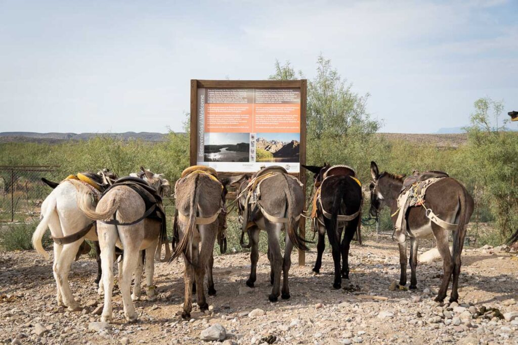 Donkeys to Boquillas del carmen Mexico
