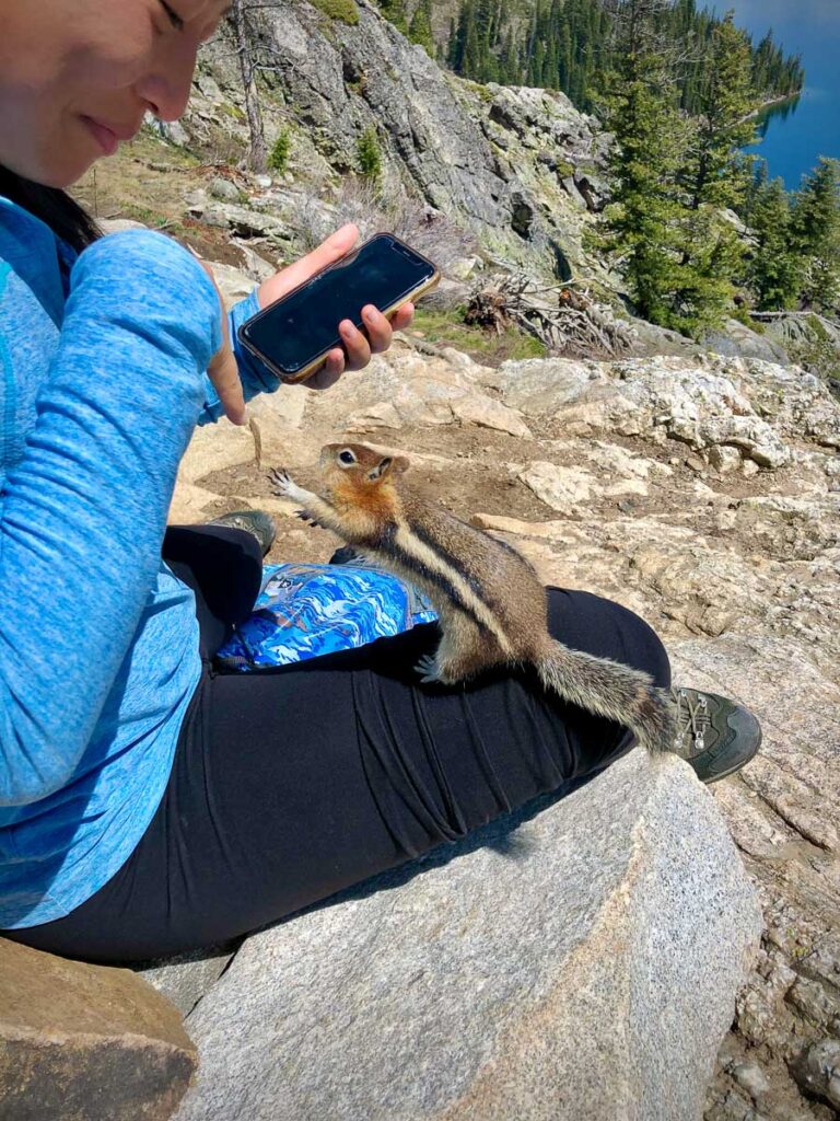 chipmunk at the top of inspiration point overlooking lake jenny in grand teton national park