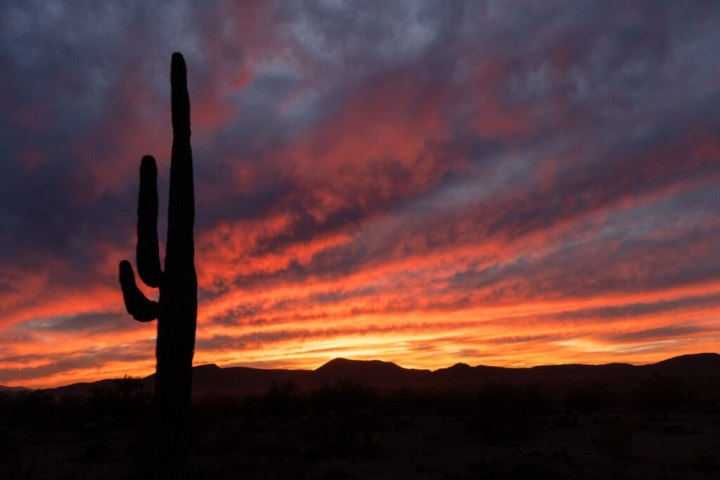 Beautiful saguaro silhouette in the Arizona desert