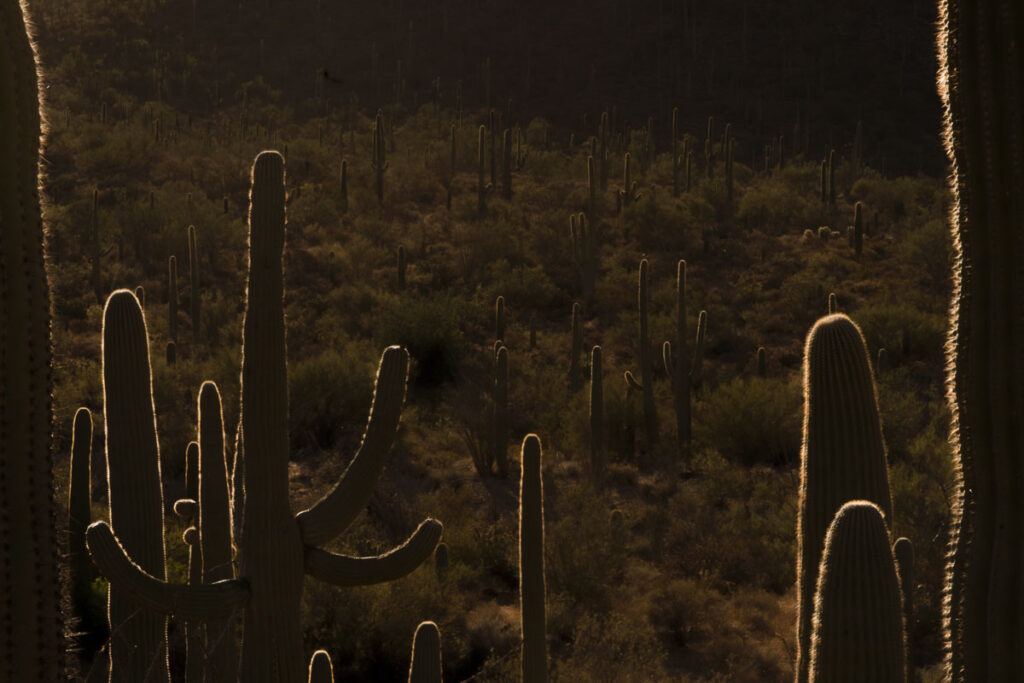 Backlit Saguaro Forest at Sunrise one thing to do on a Southern Arizona road trip itinerary