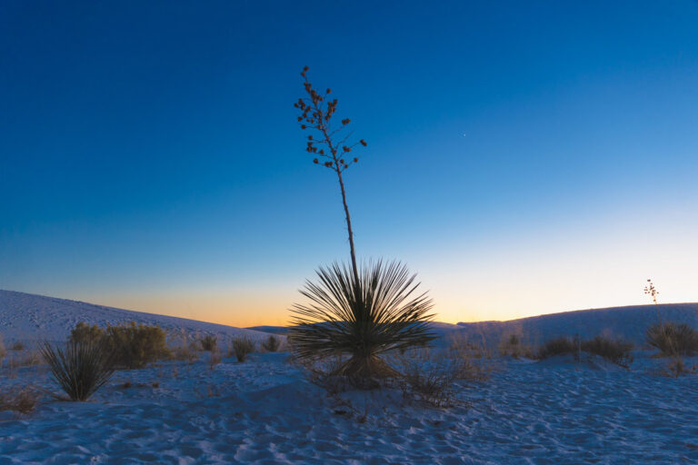 White Sands National Park Photography Tips: How to Find and Take ...