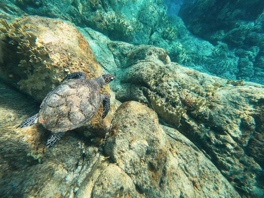 spotting a turtle while snorkeling
