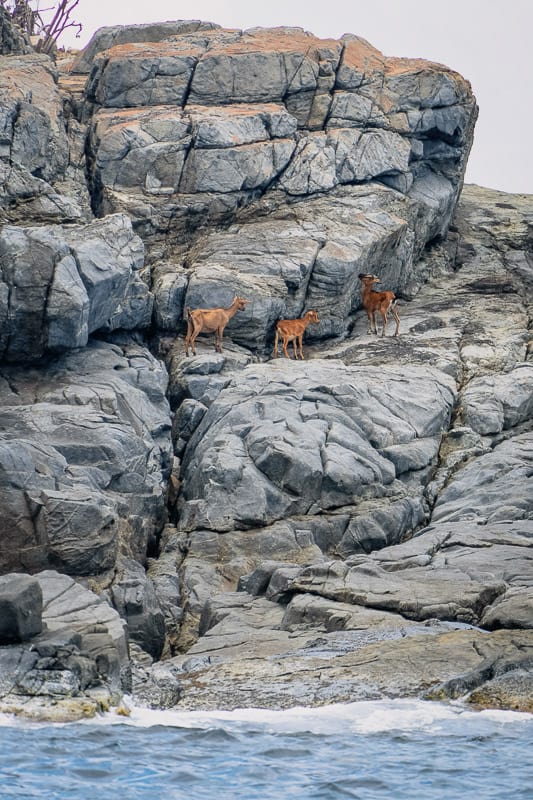 goats on the edge of the Dogds Islands