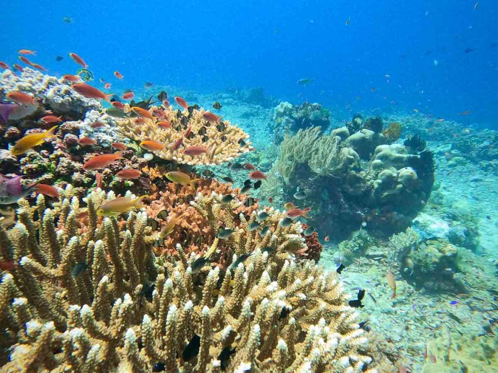 amazing coral reef snorkeling and diving