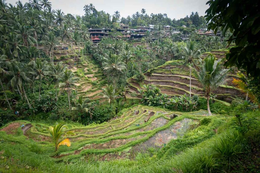 tegalalang rice terrace a landmark on bali, indonesia