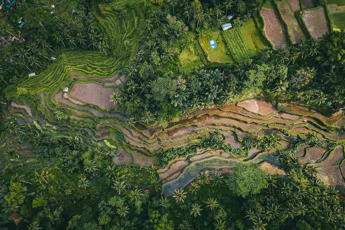 Tagallalang Rice Terrace Fields in an east bali itinerary
