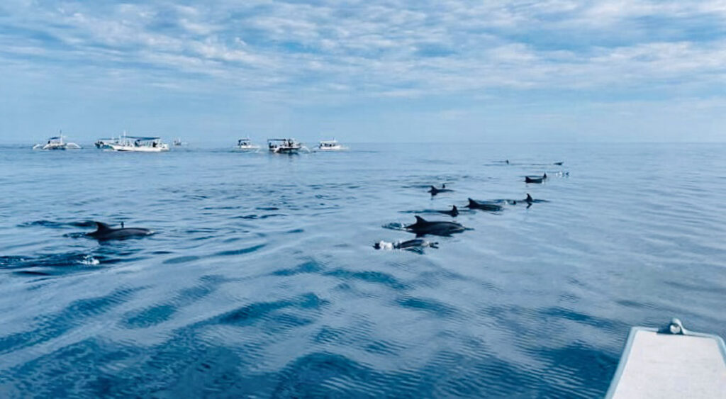 dolphin watching tour as a thing to do in bali bucket list