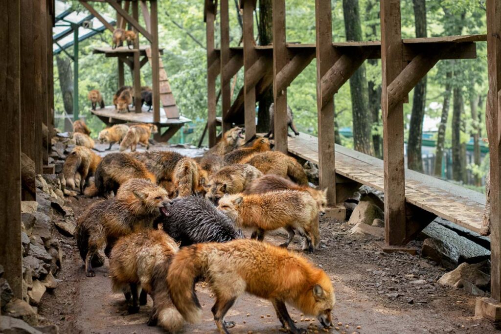 fox village in japan, one to add to your bucket list