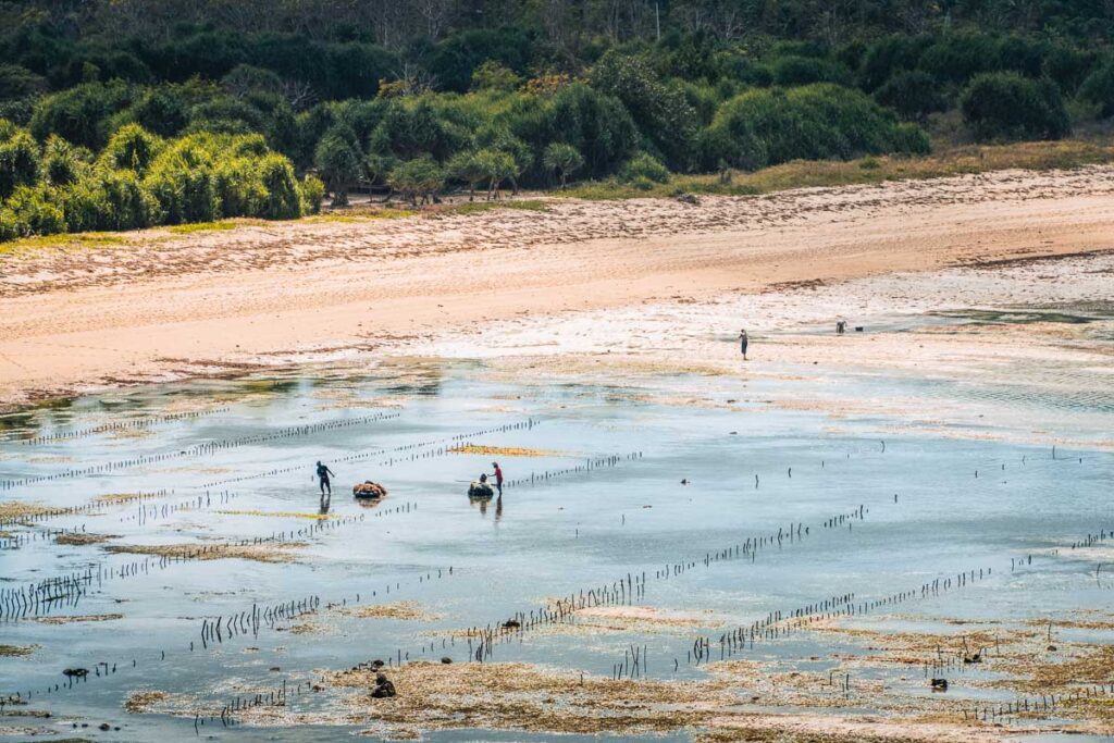 katil beach, local's farming seaweed