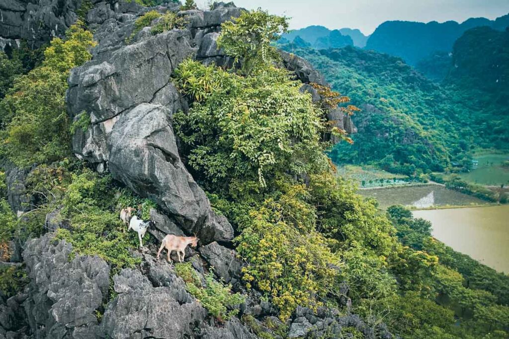 mountain goats climbing the mountain around the tam coc and trang an complex area