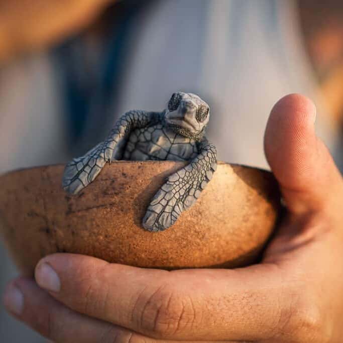 Baby Turtle Release in Puerto Escondido, Oaxaca, Mexico in coconut shell