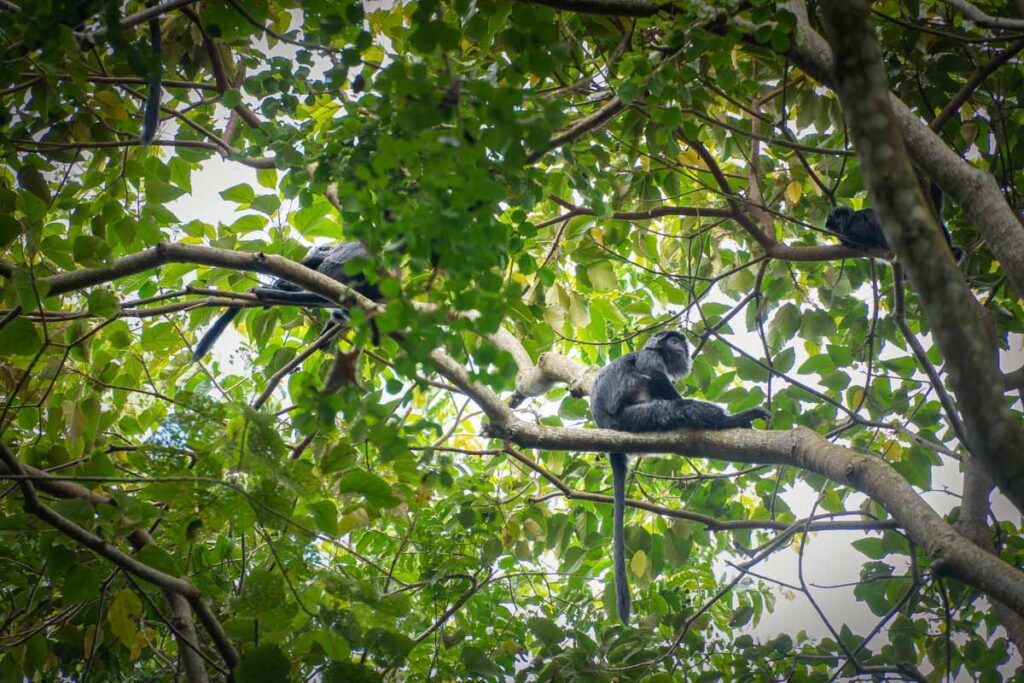 spotting the black monkeys on a central lombok itinerary