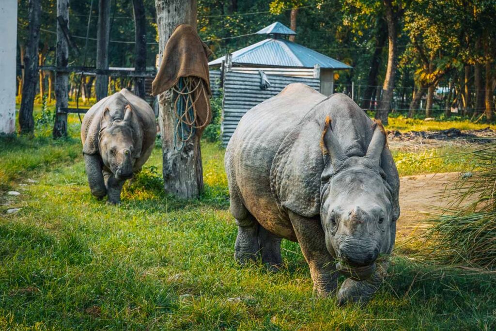 baby rhino eating grass near chitwan national park