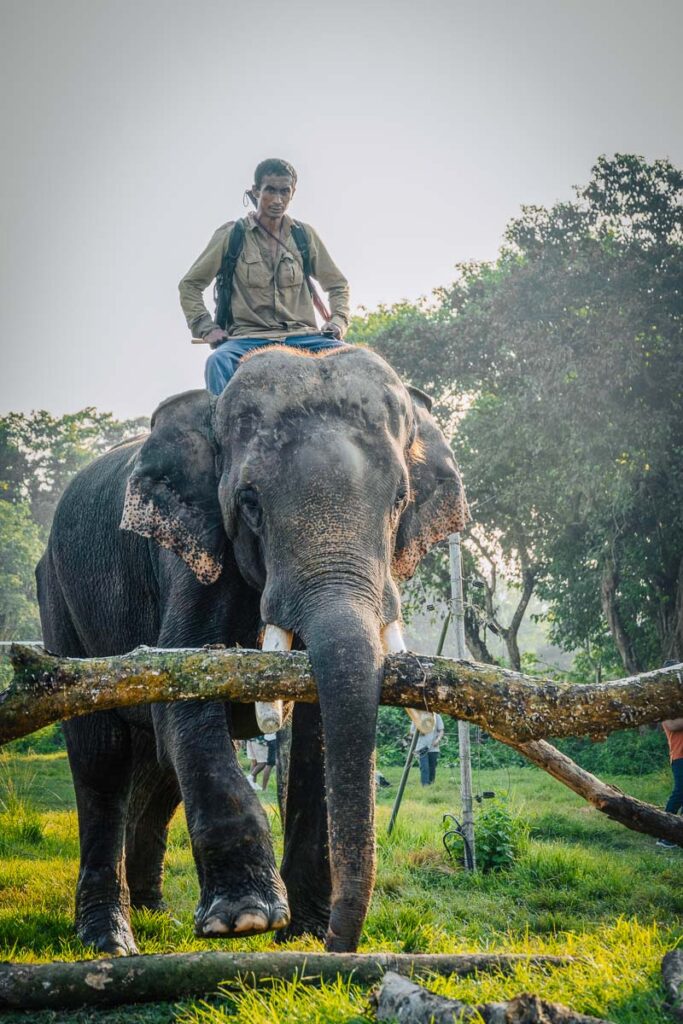 elephant ride doing work