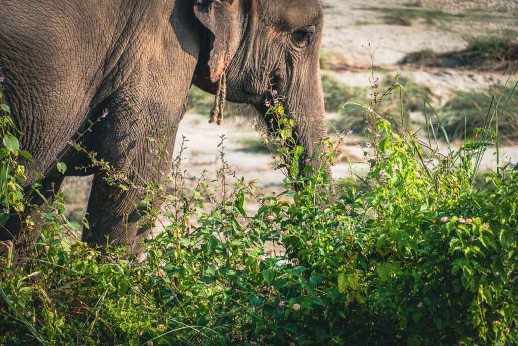 wild elephant in chitwan national park