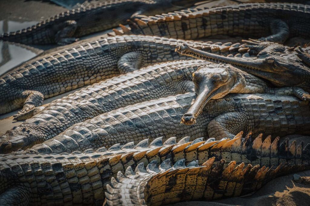 gharial crocodiles, a place to visit in chitwan national park
