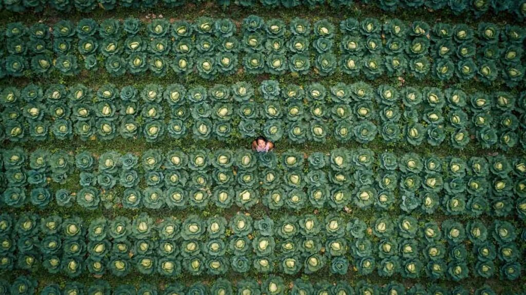 nomadicated playing among a cabbage patch in northern vietnam