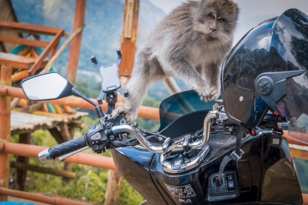 monkey taking over scooter on a bali road trip