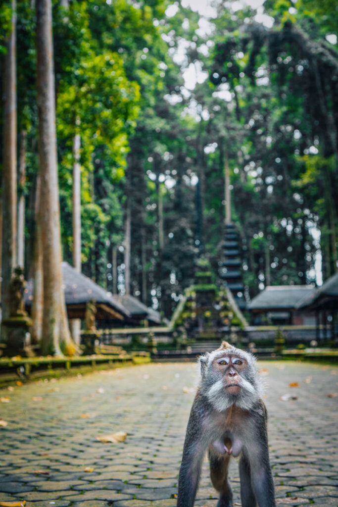 monkey chilling in the monkey forest a must on a bali bucket list