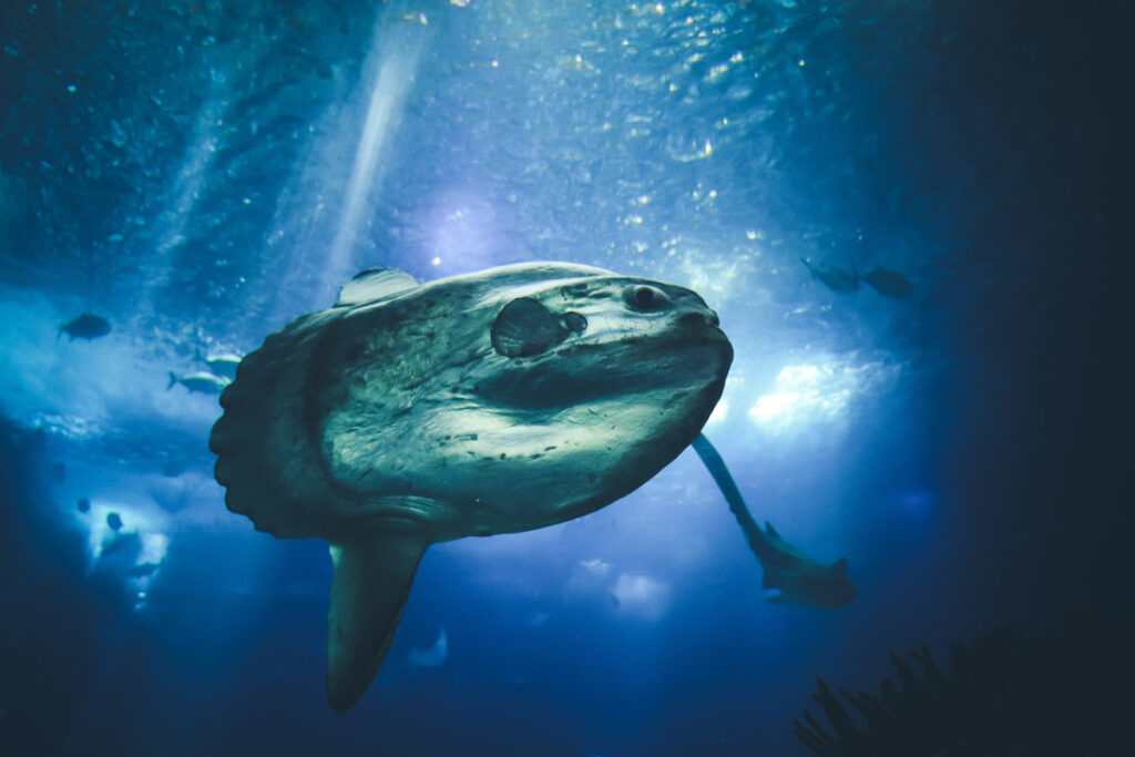 trying to spot a mola mola while diving is a hard bali bucket list to cross off