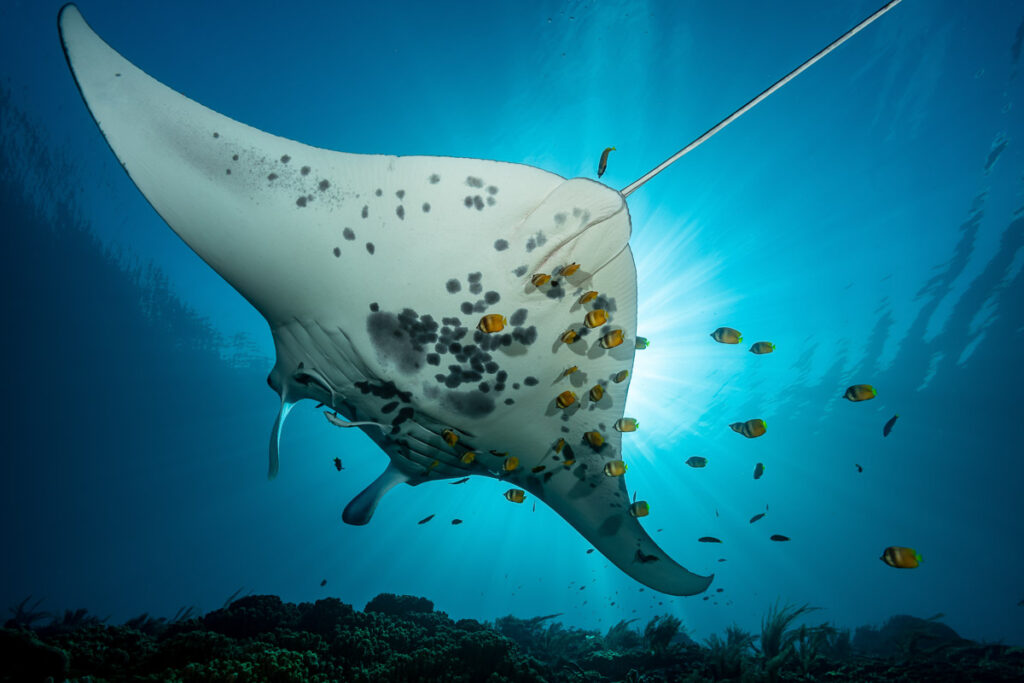 snorkeling or diving with the manta rays is an amaing thing to do on bali