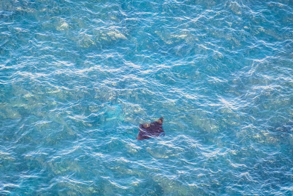 manta ray spotted from high cliffs surrounded by ocean