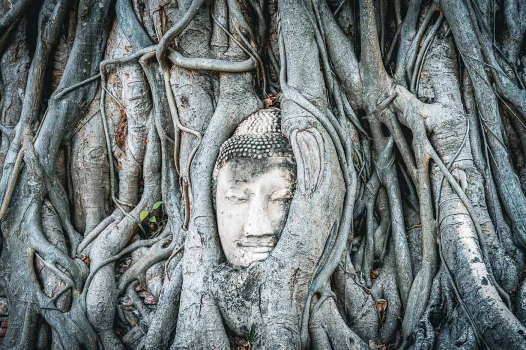 Wat Mahathat's famous Ayutthaya Buddha Tree closeup