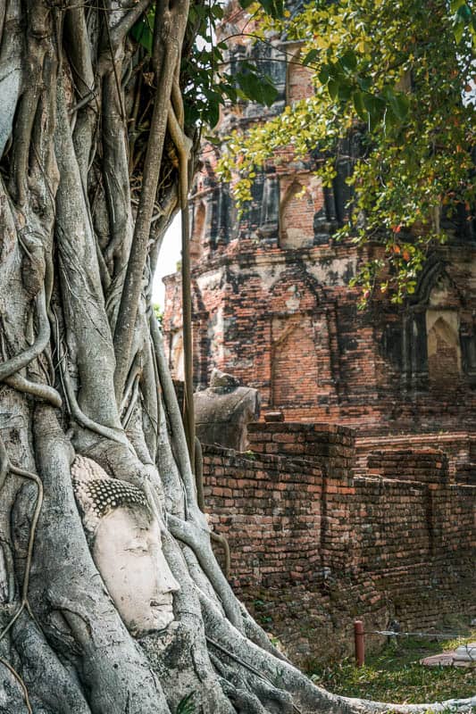Wat Mahathat's famous Ayutthaya Buddha Tree, a must on a one day trip to ayutthaya thailand