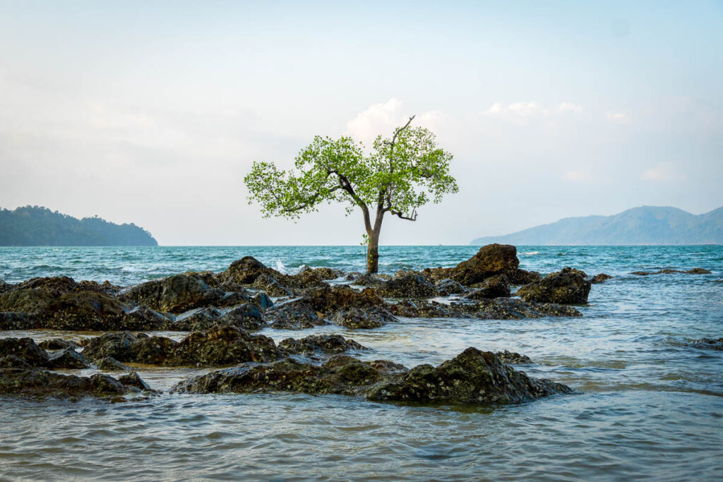 single tree on the ocean