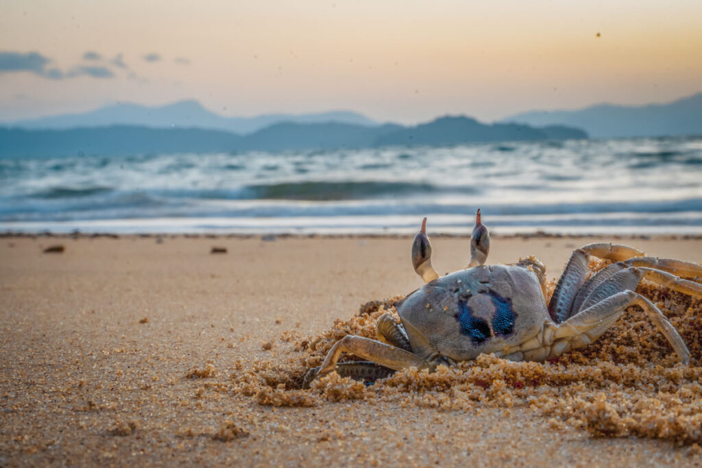 crab looking out onto a koh phayam beach