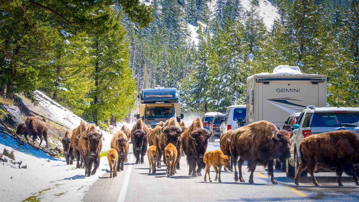 10 Best Yellowstone Tours From West Yellowstone in 2024