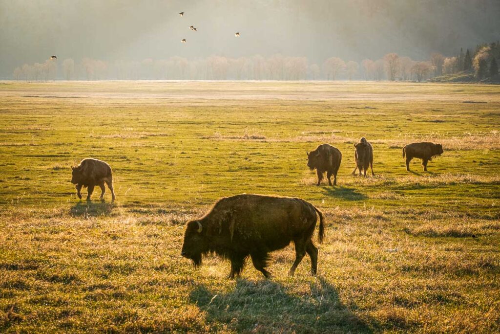buffalo herd in the sunset in grand teton national park