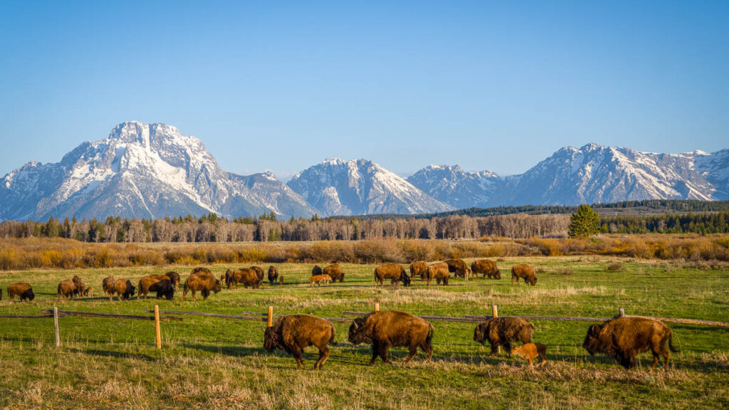buffalo herd on the side of the road in front of the teton mountains