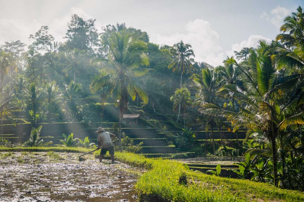 farmer tending to the rice paddies with sun rays