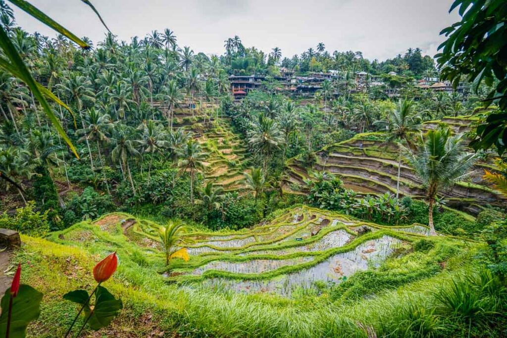 best view of tegallalang rice terraces, one of ubud's best things to do