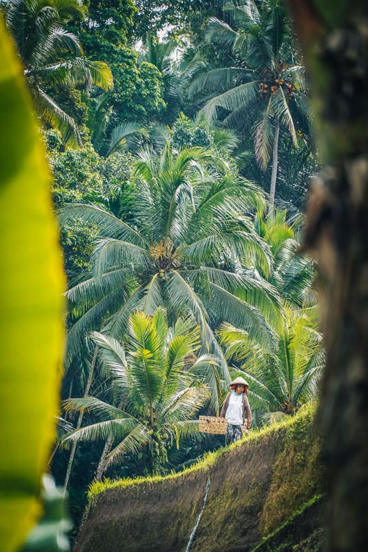 farmer tending to the fields in Bali's rice fields