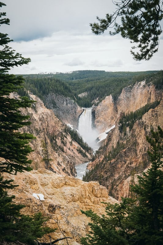 grand canyon of the yellowstone waterfall between pine trees