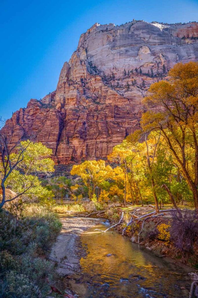 the colorful fall foliage with the virgin river on a zion national park tour from las vegas