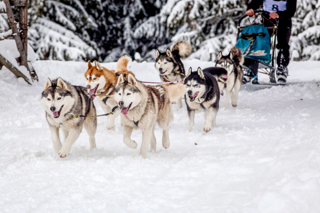 dog sled race with huskies during a grand teton winter tour
