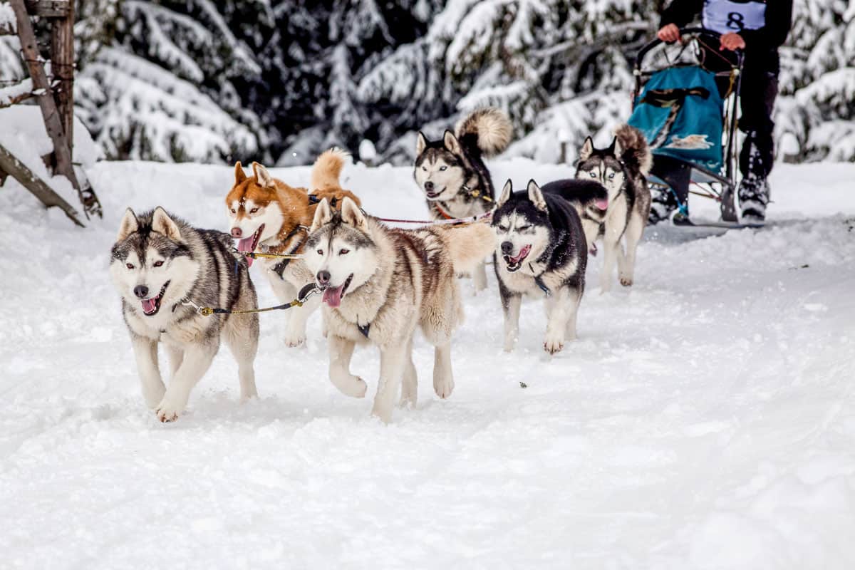 dog sled race with huskies during a yellowstone winter tour