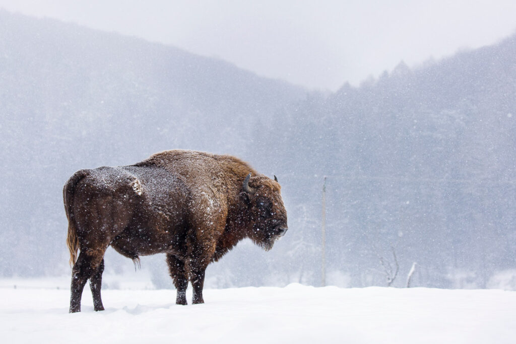 Bison or Aurochs in winter season in there habitat. Beautiful snowing during a grand teton winter tour